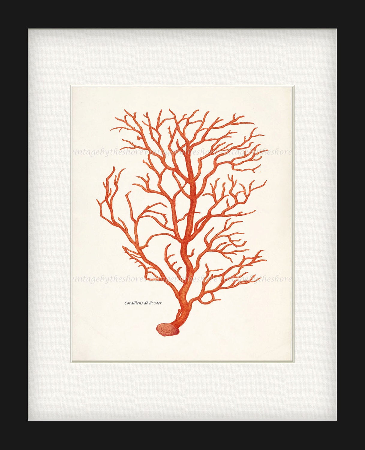Antique Branch Coral Illustration - Natural History Wall Deocr Print 8x10 Bright Coral