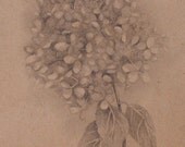 Hydrangea 8" x 10" print