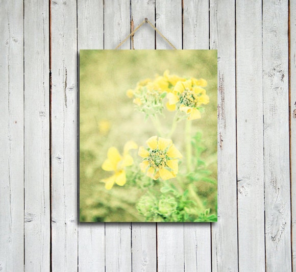 Yellows - 8x10 in -yellow flowers photo - yellow and green decor - nursery decor- shabby chic - yellow flowers photography - yellow art
