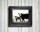 Mamma and Baby - Cow and calf photo - Cow photo - 8x10 black framed item - Cow photography - Country decor - Cow decor - New Mexico decor