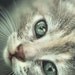 Bright Eyes - 11x14 print - Animal wall decor - Sage and grey wall decor - Sage wall art - Cat wall decor - Cat wall art.