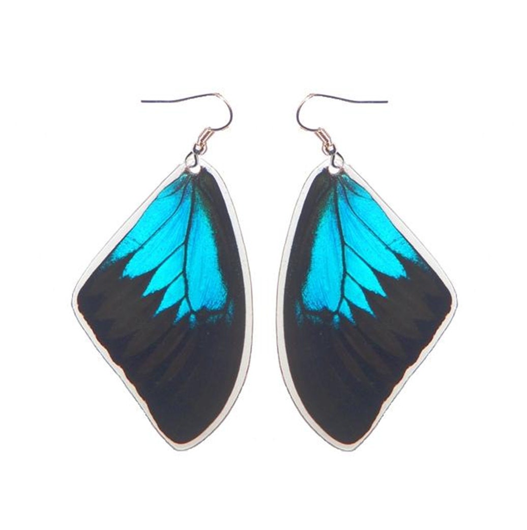REAL blue butterfly wing earrings - Papilio Ulysses