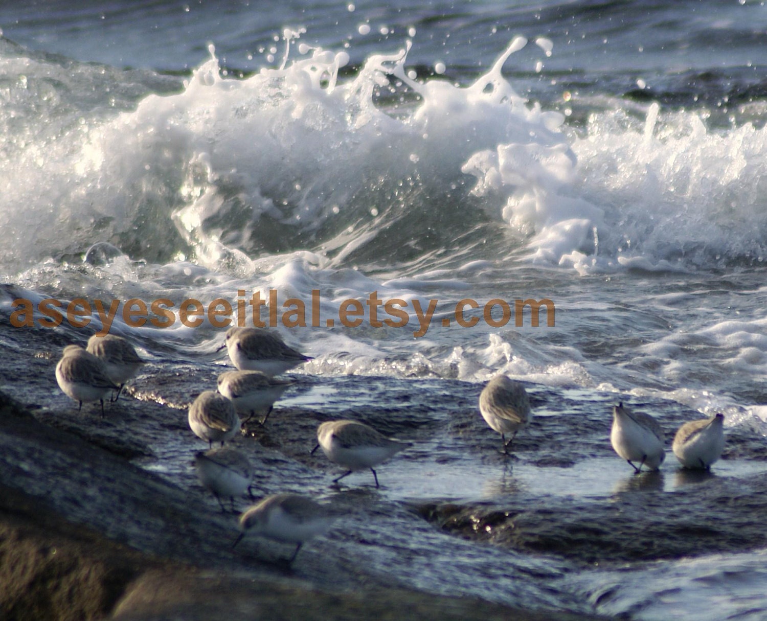 Birds in waves at Halibut Point  State Park Rockport Ma 5x7 photo cards