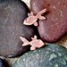 Copper Studs: Pet Goldfish