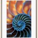 Shell Photography. 13x19 photo. art, blue, orange, sea shells, nautilus, ocean, nature, large print, geometric, modern, loft, decor