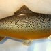 Brown Trout fish wood carving wall mount 33 inch