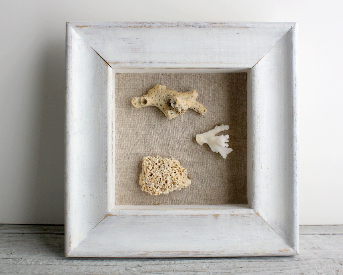 Little Shadowbox of Vintage Coral Specimens
