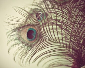 The Eye  - Peacock Feather Photography Print 5x7