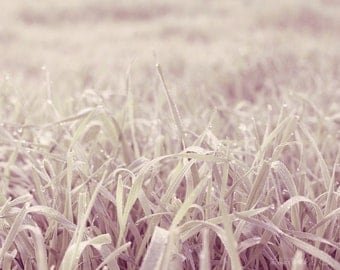 Dew  - Morning Dew on a Tuff of Grass Photography Print 5x7