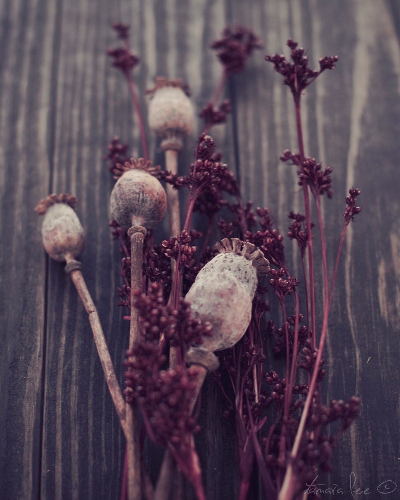 Seeds -  Rustic Winter Poppy Capsules Photography Print 5x7