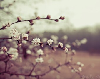 Come to Light - Cherry Tree in the Beginning of Spring Photography Print 5x7