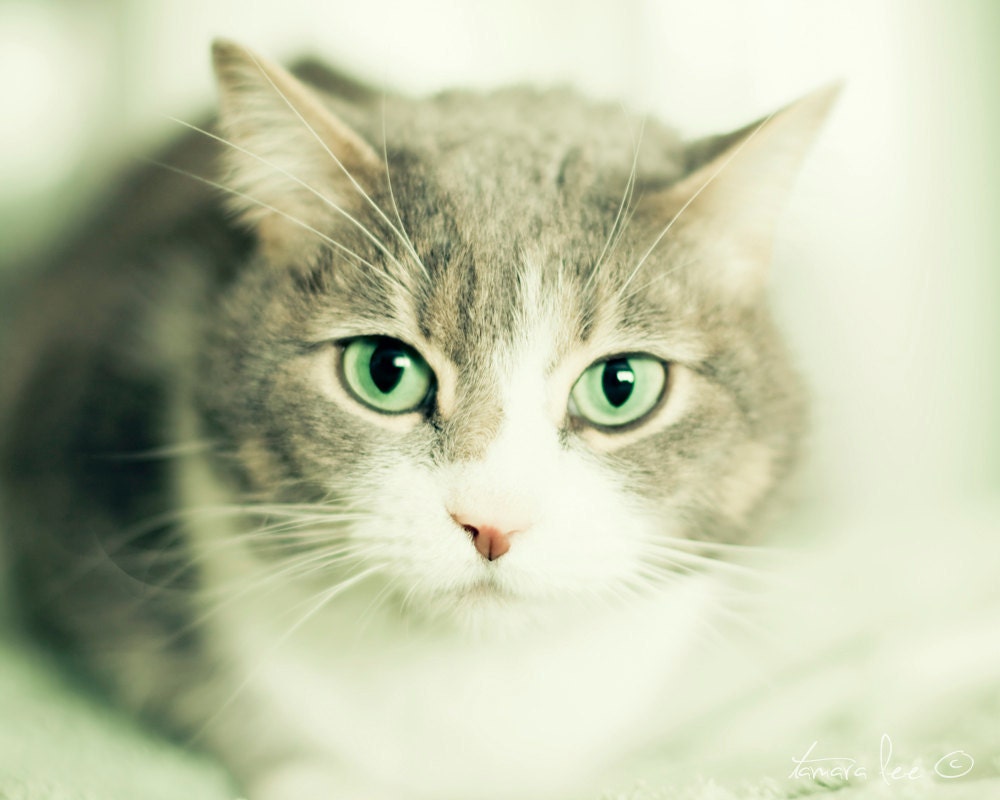 Green Eyes - House Cat Photography Print 5x7