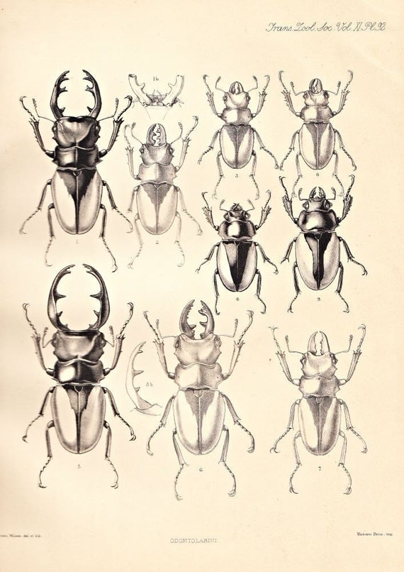 Beetle Antique Engraving Coleoptera Entomology Odontolabis 1885 Scarab