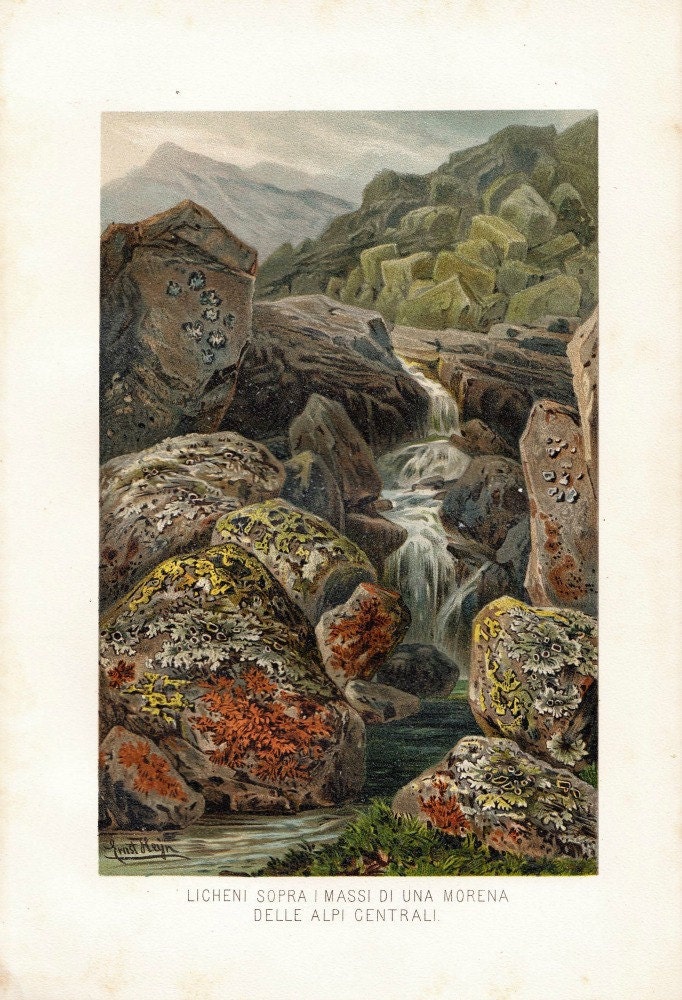 Ernst Heyn Botanical Art Print 1892 Color Lithograph Mosses and Liverworts Alps