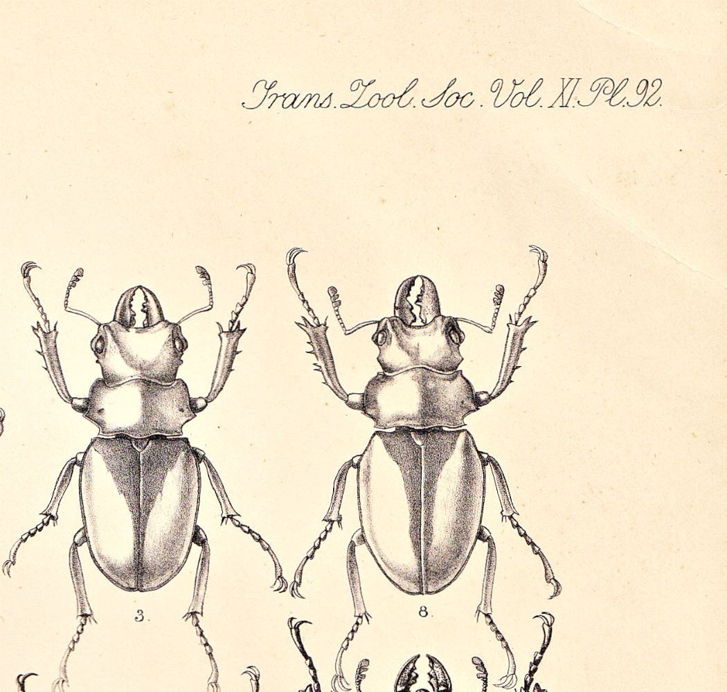 Beetle Antique Engraving Coleoptera Entomology Odontolabis 1885 Scarab