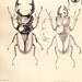 Beetle Antique Engraving Coleoptera Entomology Odontolabis 1885 Scarab