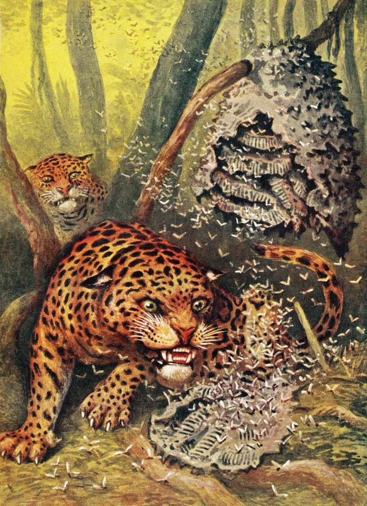Jaguar Attacking a Wasp Nest Vintage Print 1950s Theo Carreras