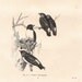 1854  Birds Antique Engraving Tropidorhynque and Artamus Ornithology Woodswallow Natural History Art