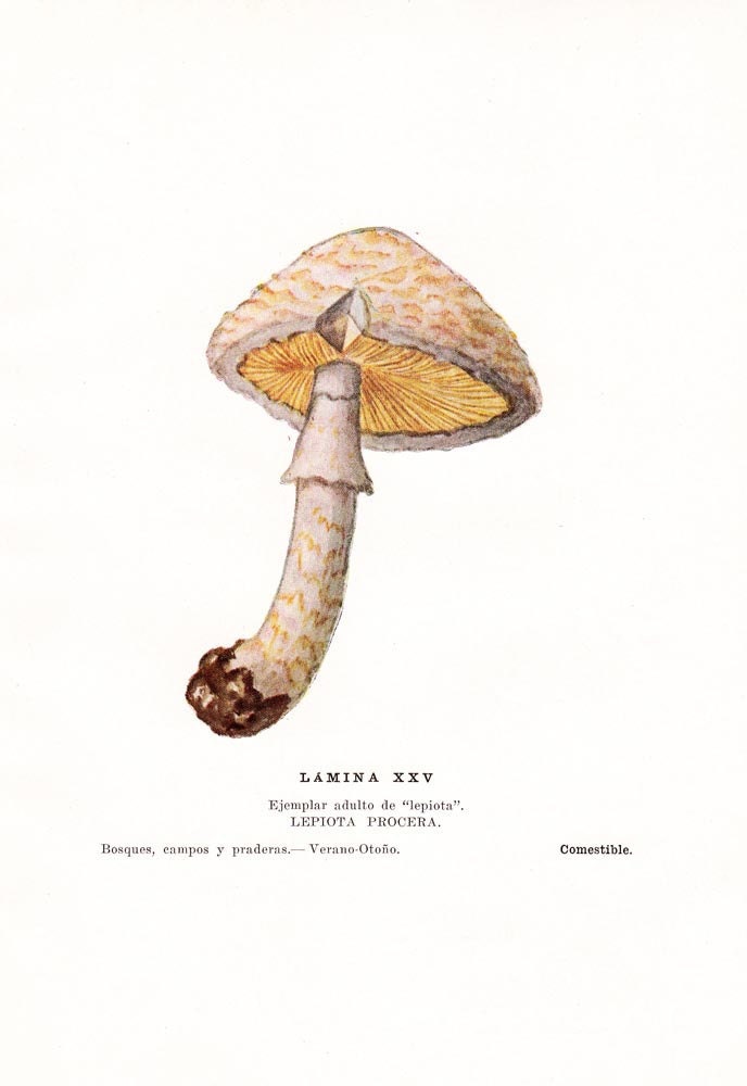 Edible Mushrooms Vintage Print Lepiota procera 1948 to Frame