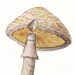 Edible Mushrooms Vintage Print Lepiota procera 1948 to Frame