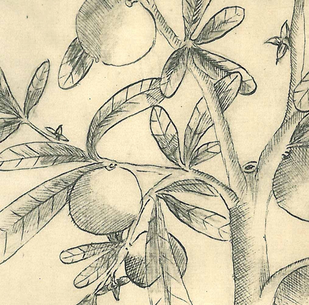 Botanical Print Large Tree Cuiite Maranhao Brazil Natural History Art