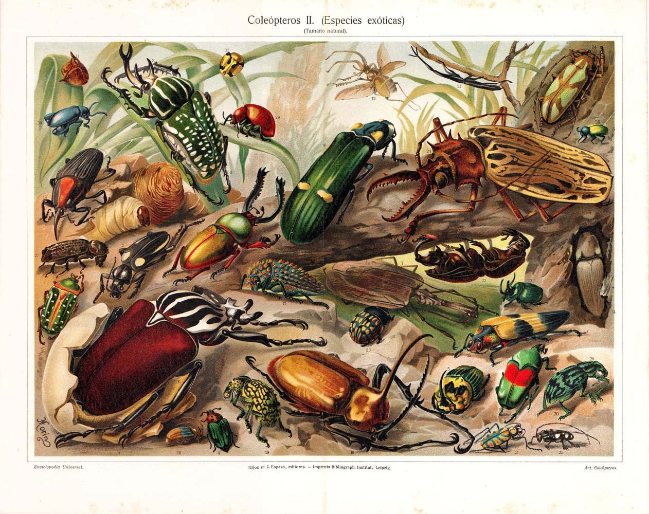 Antique Insects Lithograph 1923 Bugs Coleoptera Non-European Exotic