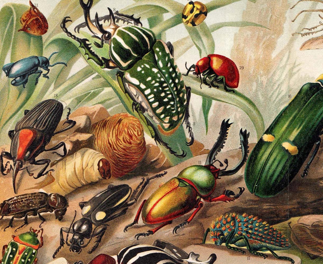 Antique Insects Lithograph 1923 Bugs Coleoptera Non-European Exotic