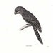 1854 Antique Bird Print Papuan Frogmouth (Podargus papuensis) 1800s Art Engraving