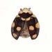 Vintage Entomology Lithograph Ladybird Ladybug Coccinella ursina Insect Print Wall Decor