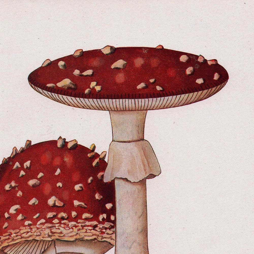 Fly Agaric Mushrooms Vintage Print Amanita muscaria Offset Lithograph , 1948