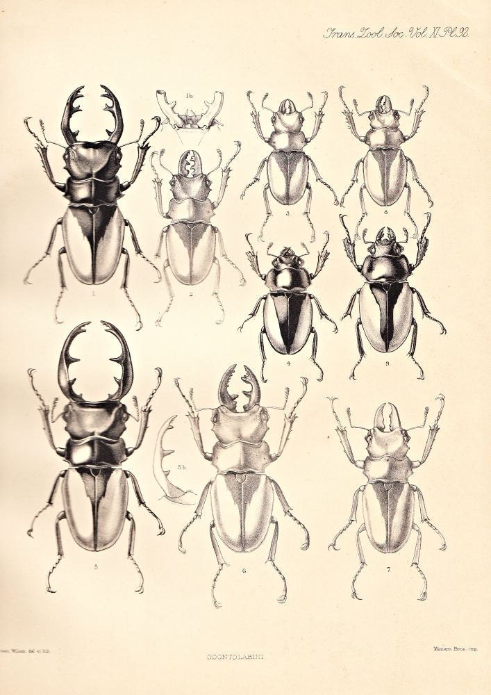 Beetle Antique Engraving Coleoptera Entomology Odontolabis 1885 Scarab