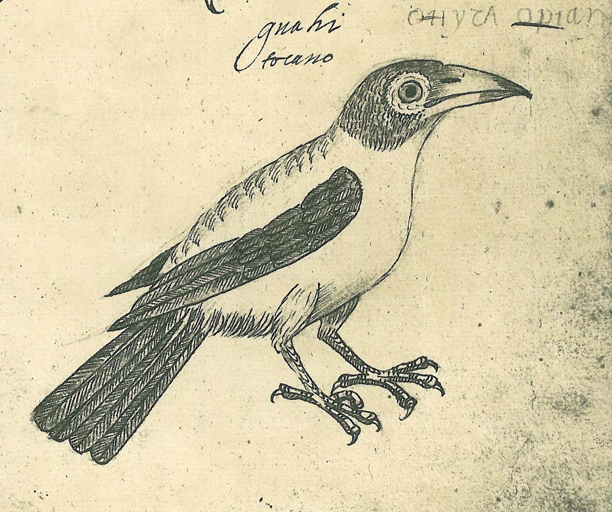 Vintage Sketch Drawing Print Aracari and Passerine