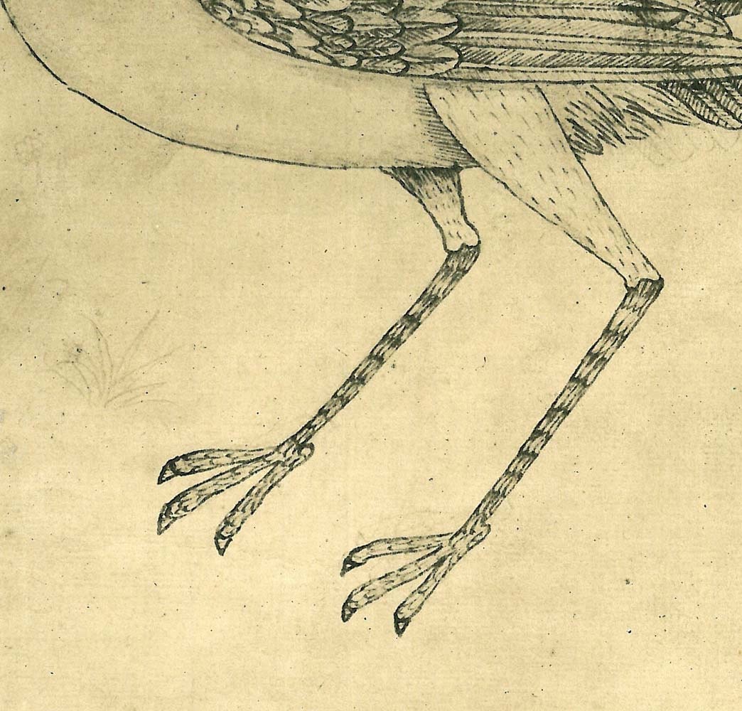 Vintage Bird Print Stork Sketch Drawing, Art Print, Jabiru Maranhao Brazil