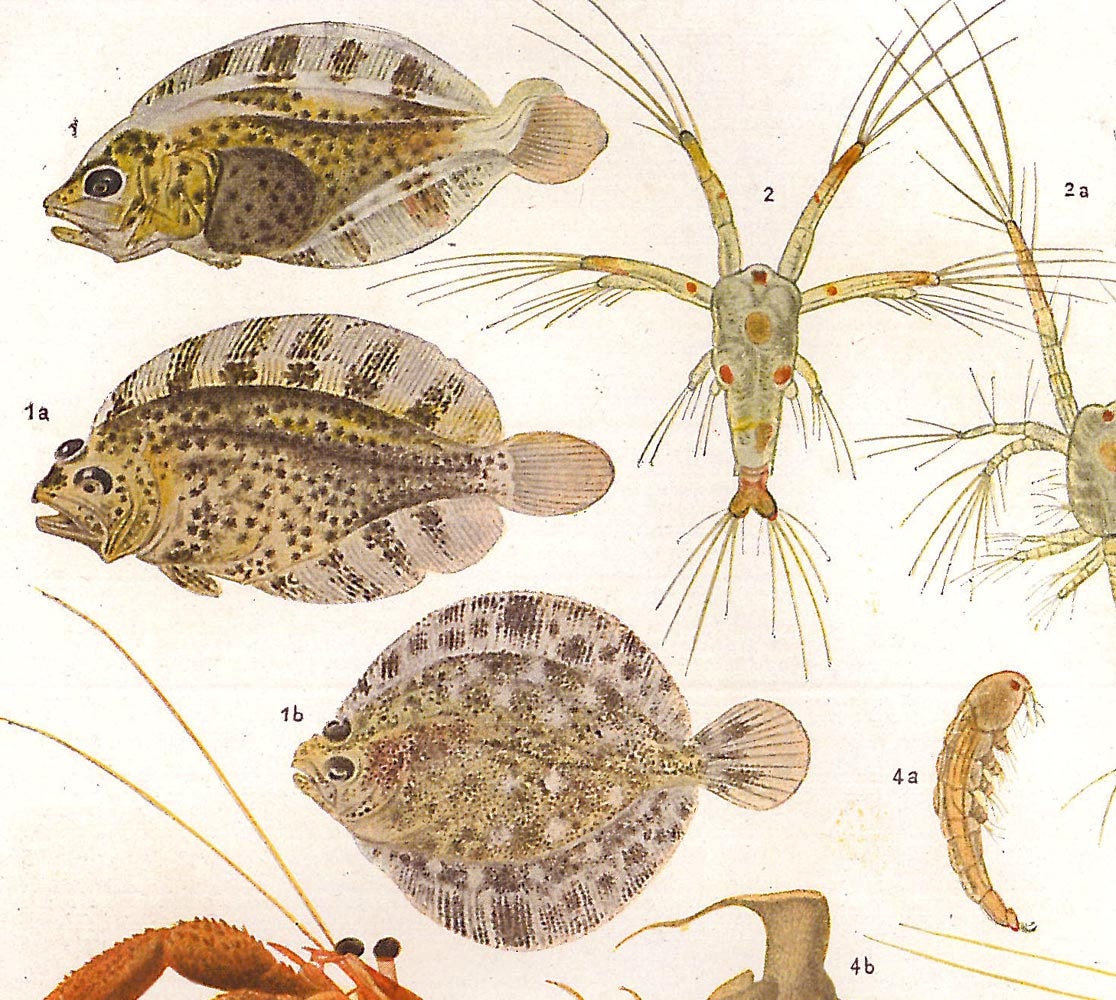 Marine Life Vintage Art Print  Fishes Crustaceans Crinoids 1920s