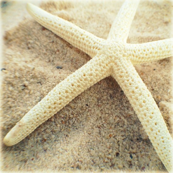Starfish Beach Photography. White, Shabby Coastal Cottage Chic Decor, Dreamy - Sea Star