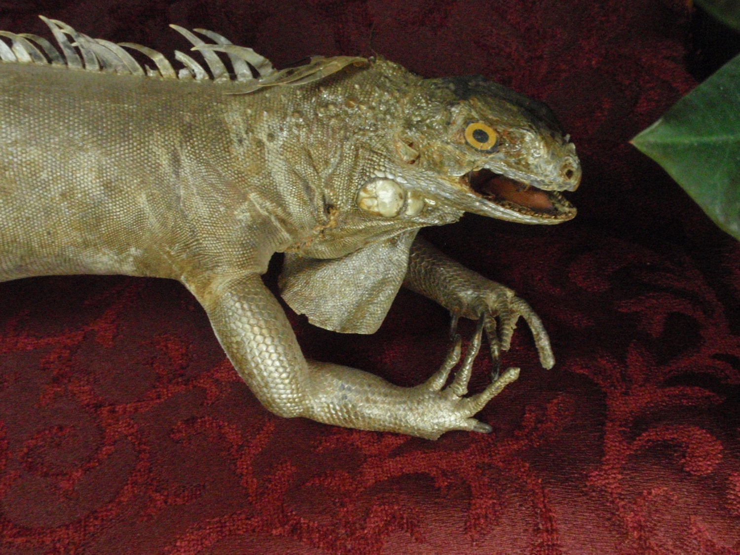 Old Iguana Taxidermy