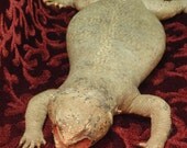 Old Taxidermy Uromastyx Lizard