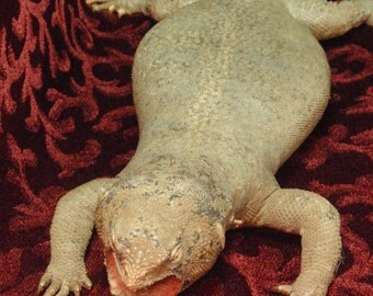 Old Taxidermy Uromastyx Lizard