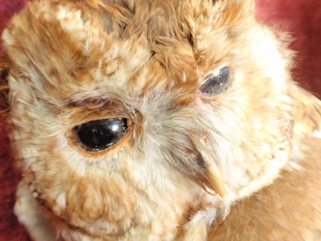 Antique British Collection Taxidermied Owl