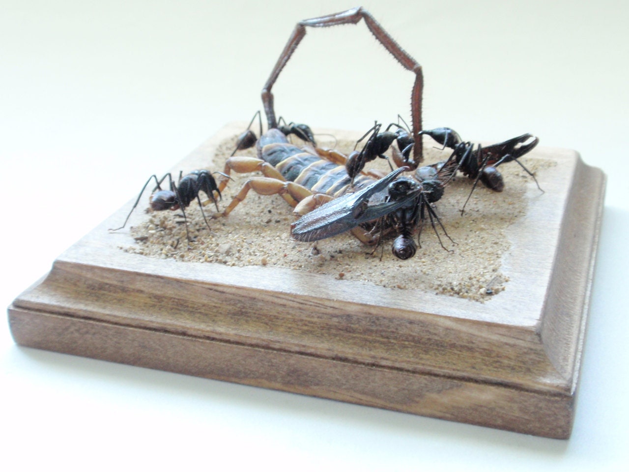 Oh Yeah, You and What Army, Scorpion Attacked By Ants