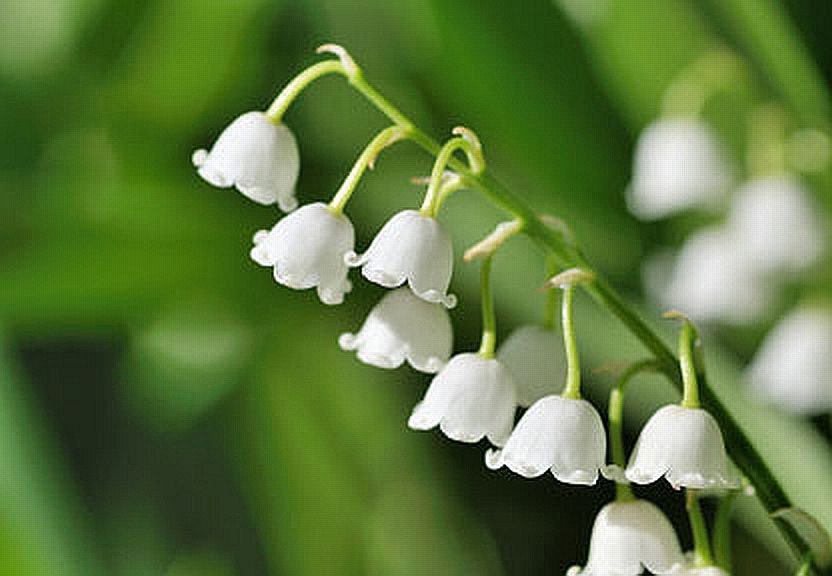 Lily of the Valley body spray - May fragrance of the month