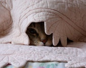 Notecard - Tabby cat hiding under quilt, scaredy cat, cat nose, cat's eye, cat photo card - DabHands