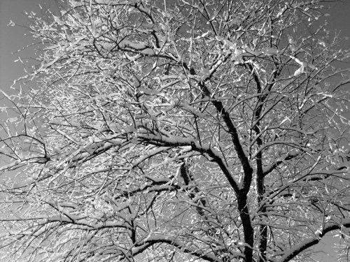 Christmas Card - Winter tree and snow, Maine winter morning, snow on cherry tree branches, black & white photo - DabHands