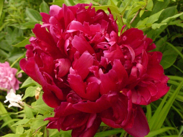 Peony notecard - deep pink peony flower, summer flower garden, pink flower, colorful bloom, flower photo
