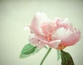 Morning Bloom - fine art photo print flower peony spring summer pink blossom nature botanical home decor