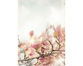 Blooming Magnolia - shabby chic photo print romantic photograph botanical decor flower picture spring blossom bloom soft pink nature