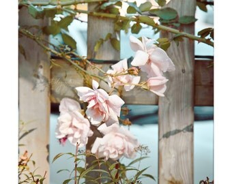 Pale Roses - fine art photography flower blossom pale rose pink gift home interior decor nature botanical garden park fence