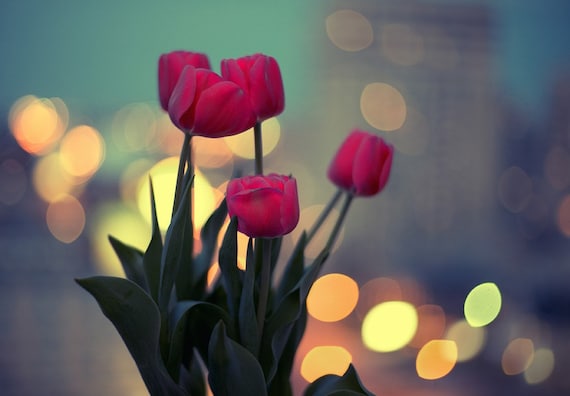 Twilight And Bouquet Of Tulips - Photo Print - romantic gift for her fuchsia pink green mint evening home decor hot pink