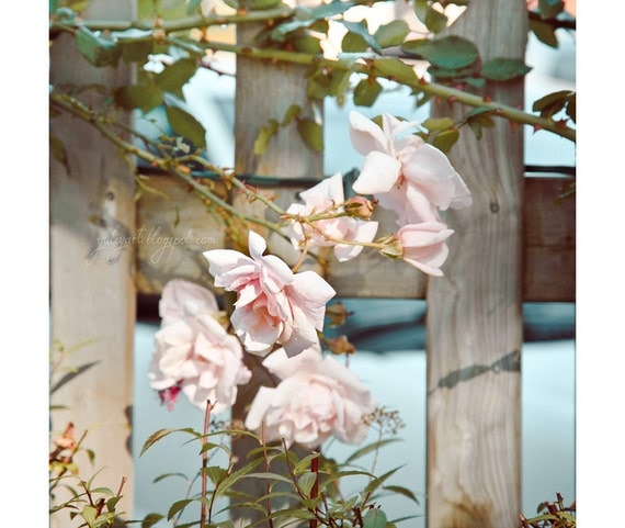 Pale Roses - fine art photography flower blossom pale rose pink gift home interior decor nature botanical garden park fence