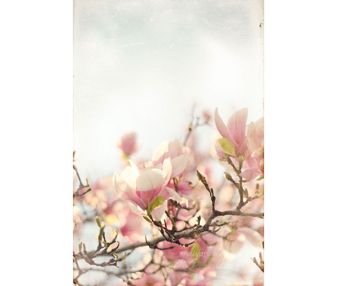 Blooming Magnolia - shabby chic photo print romantic photograph botanical decor flower picture spring blossom bloom soft pink nature